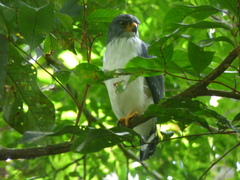 Leucopternis semiplumbeus