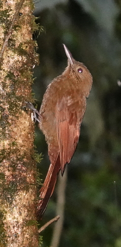 Tyrannine Woodcreeper