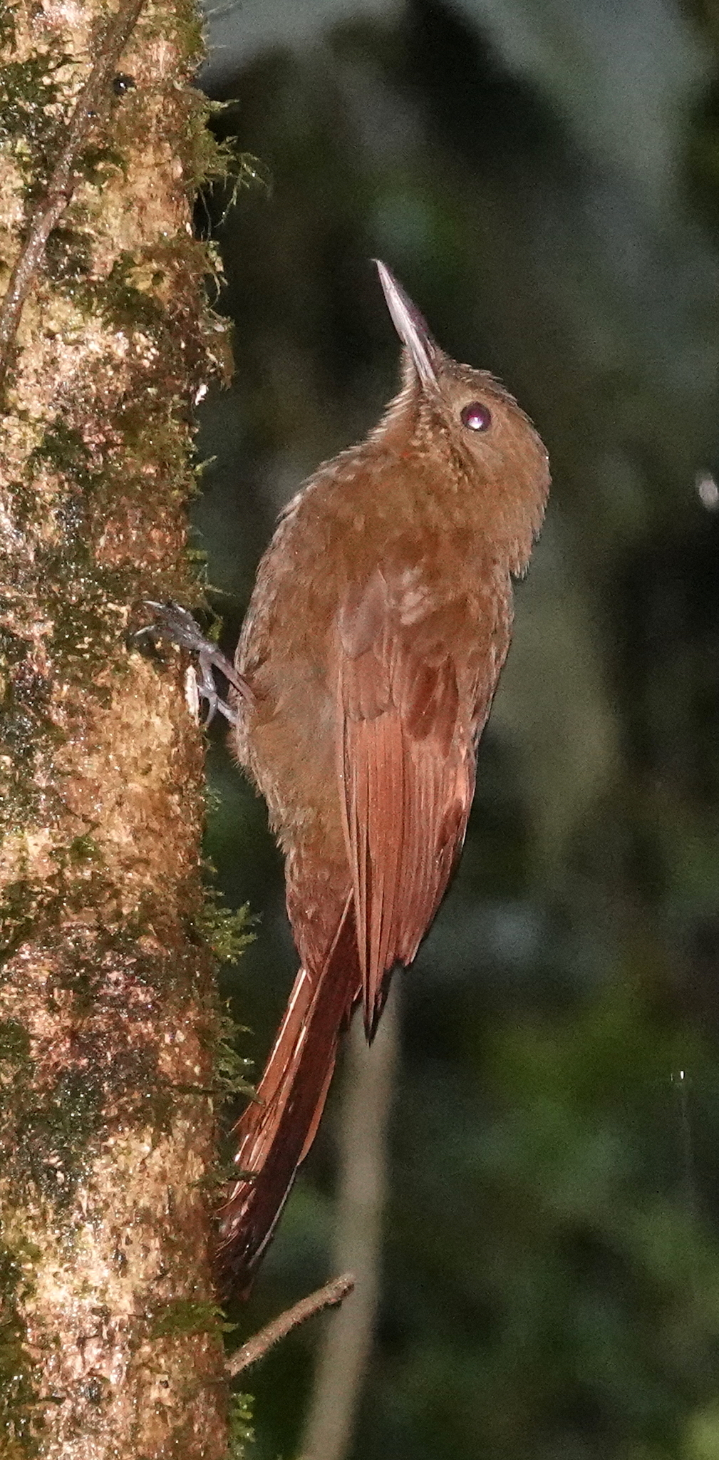 Tyrannine Woodcreeper (Dendrocincla tyrannina), photo 2