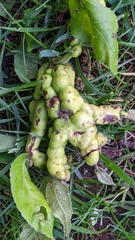 Phylloxera perniciosa