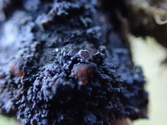 Protopannaria pezizoides