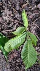 Phylloxera perniciosa