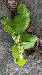 Phylloxera perniciosa