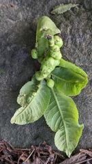 Phylloxera perniciosa