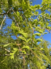 Metasequoia