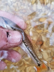Micropterus haiaka