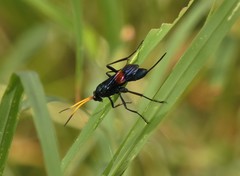 Compsocryptus fasciipennis