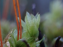 Mnium spinulosum
