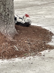 Cairina moschata domestica