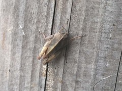 Formosatettix robustus