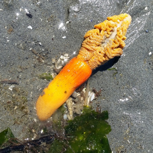 Ptilosarcus gurneyi
