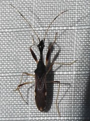 Image of Myodocha annulicornis