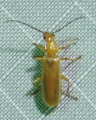 Smodicum cucujiforme