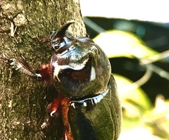 Xyloryctes furcatus