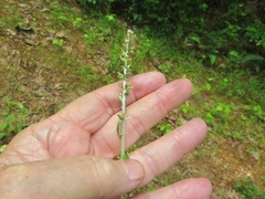 Gamochaeta argyrinea