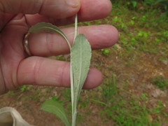 Gamochaeta argyrinea