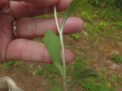 Gamochaeta argyrinea