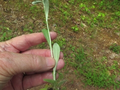 Gamochaeta argyrinea