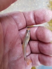 Notropis ammophilus