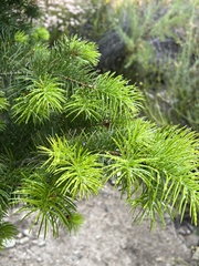 Pseudotsuga macrocarpa