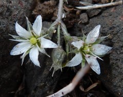 Sabulina nuttallii