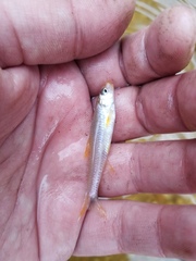 Notropis ammophilus