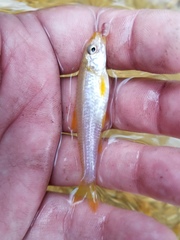Notropis ammophilus
