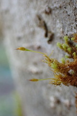 Ulota obtusiuscula
