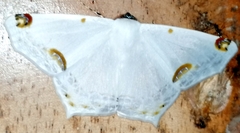 Sericoptera mahometaria