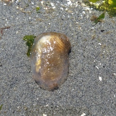 Aglaja ocelligera