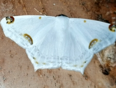 Sericoptera mahometaria