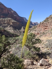 Agave utahensis