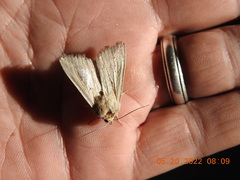 Leucania oaxacana