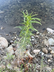 Asclepias fascicularis