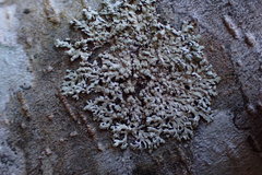 Parmeliopsis hyperopta