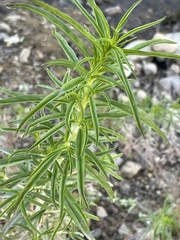 Asclepias fascicularis