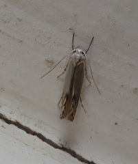 Thiotricha atractodes