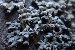 Parmeliopsis hyperopta