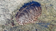 Acanthopleura echinata