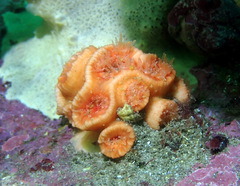 Australopsammia aurea