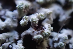 Parmeliopsis hyperopta