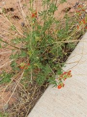 Sphaeralcea grossulariifolia
