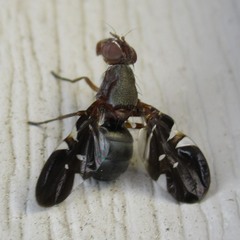 Delphinia picta
