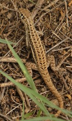 Leiocephalus raviceps