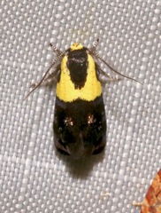 Rectiostoma xanthobasis