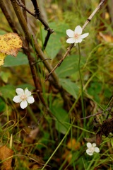 Parnassia palustris