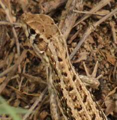 Leiocephalus raviceps