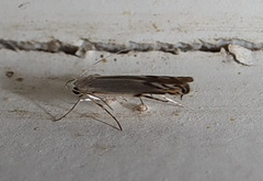 Thiotricha atractodes