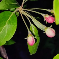 Malus mandshurica