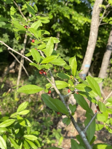 possumhaw (Ilex decidua)